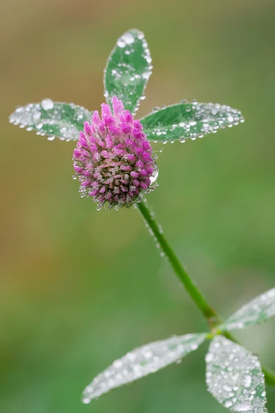 Flor de trifolium — Fotografia de Stock