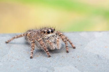 salticidae