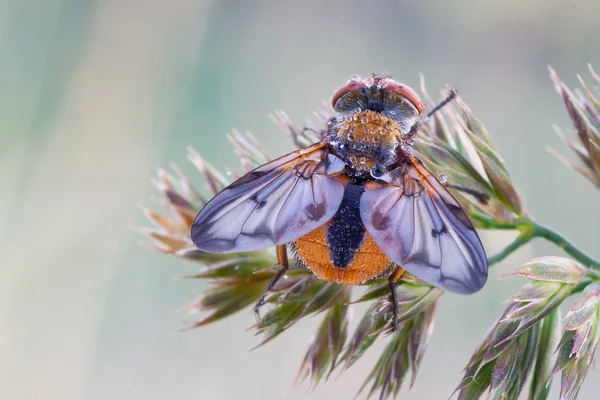 Ectophasie crassipennis — Photo