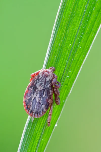 Dermacentor marginatus — Stockfoto