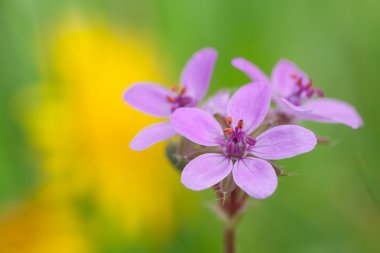 Erodium Cicutarium