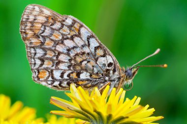 Melitaea athalia 