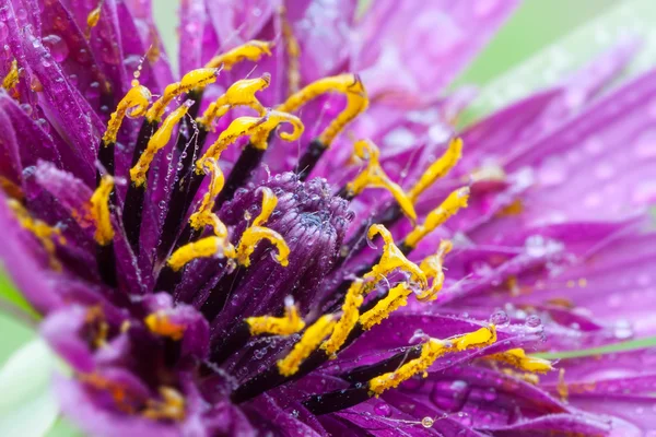 Tragopogon porrifolius — Fotografia de Stock