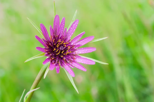 Tragopogon porrifolius — Fotografia de Stock