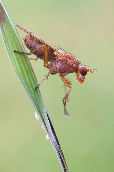 Scathophagidae — Stock fotografie