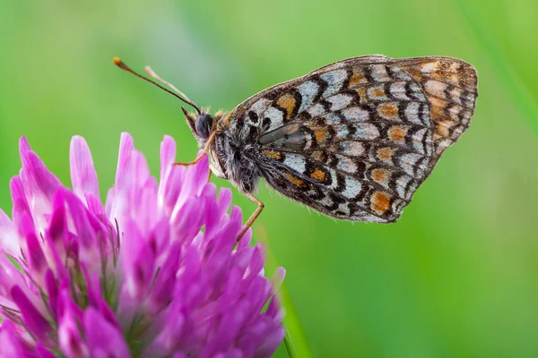 Melitaea athalia — Stock Photo, Image