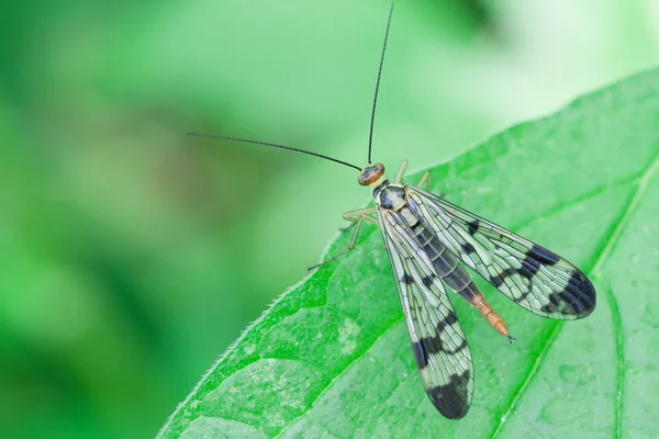 Panorpa cognata — Foto Stock