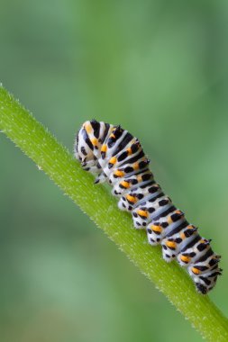 Papilio machaon tırtıl