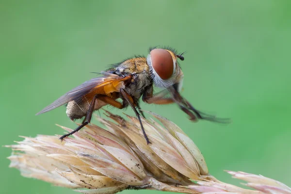 Ectophasie crassipennis — Photo