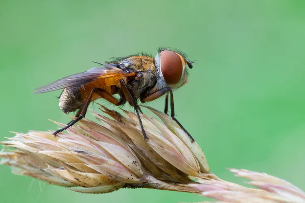 Ectophasia crassipennis — 图库照片