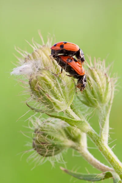 Ladybug mating — Stock Photo, Image