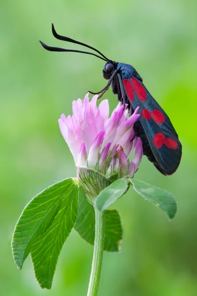 Zygaena filipendulae — Foto Stock