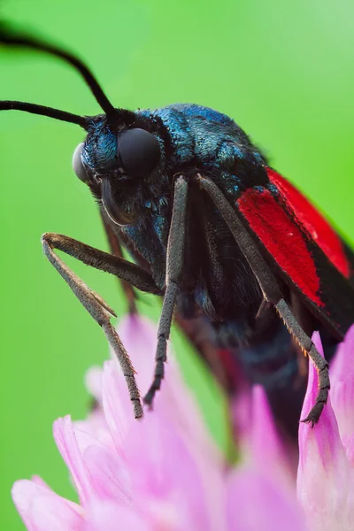 Zygaena filipendulae — Stockfoto