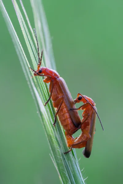 Rhagonycha fulva — Foto de Stock