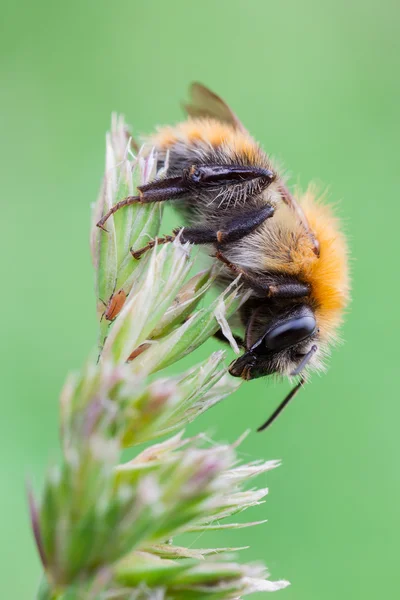 Bombus pascuorum — Stock Photo, Image