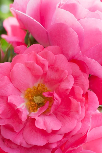 Heidetraum rose — Stock Photo, Image