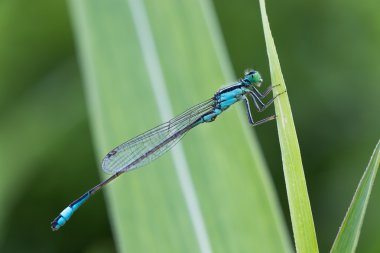 Platycnemis pennipes