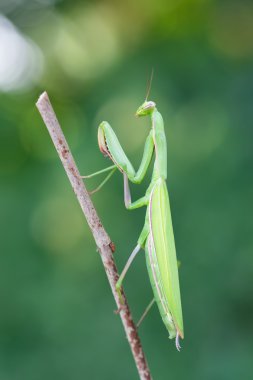 Avrupa mantis