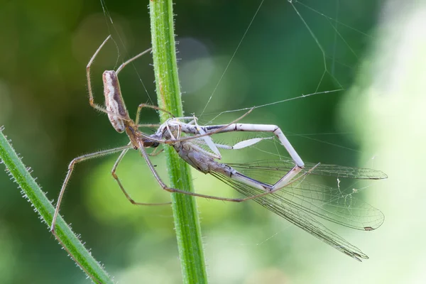 Охотничий паук — стоковое фото