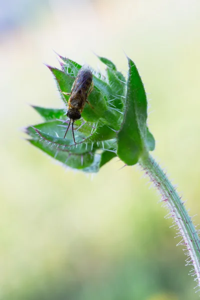 Hymenoptera — Stock fotografie