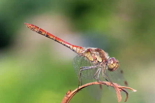 Sympetrum 藻 — 图库照片