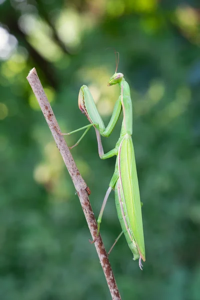 Mantis europea —  Fotos de Stock