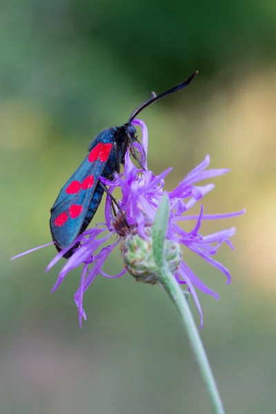 Zygaena filipendulae — Stockfoto