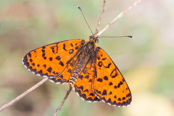 Melitaea — Stock Photo, Image