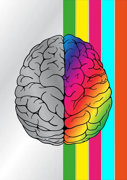 Creative brain colors — Stock Vector