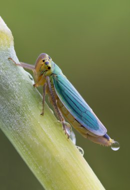 cicadella viridis insect clipart