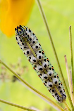 Papilio machaon tırtıl