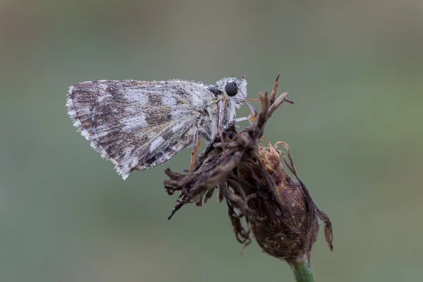 Farfalla insetto macro — Foto Stock