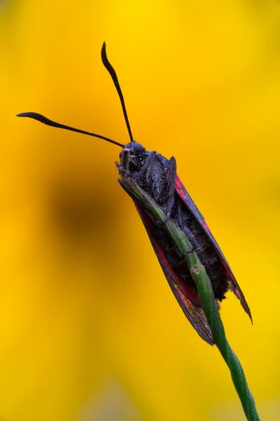 Cicadella viridis insetto — Foto Stock