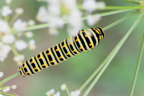 Papilio machaon Raupe — Stockfoto