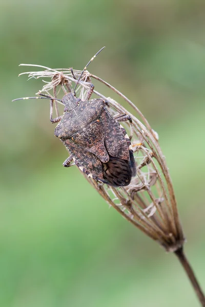 Insecte halyomorpha halys — Photo