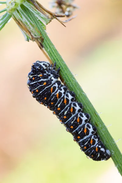 Papilio machaon Raupe — Stockfoto