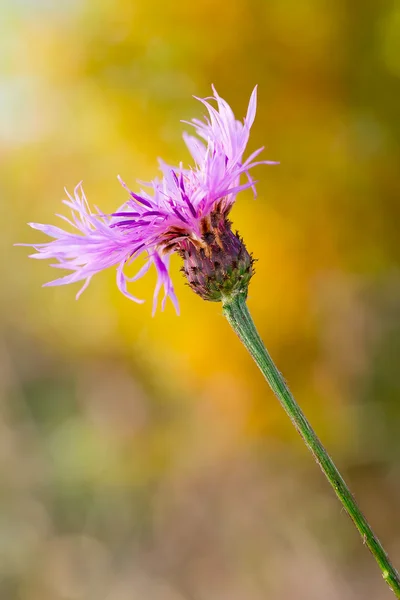 Flor de milho violeta (Cyanus segetum ) — Fotografia de Stock