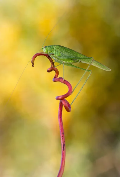 Фалката мужской phaneroptera — стоковое фото