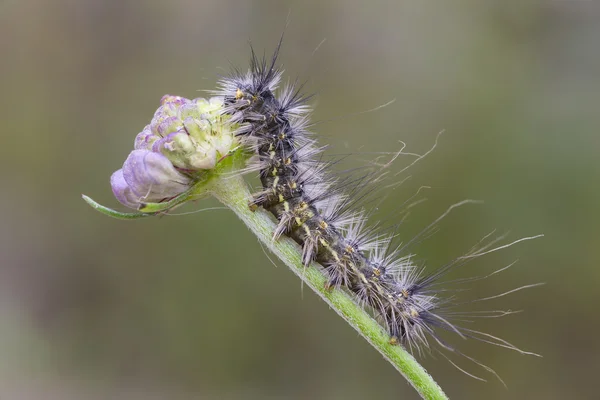 Hyphantria cunea Raupe — Stockfoto