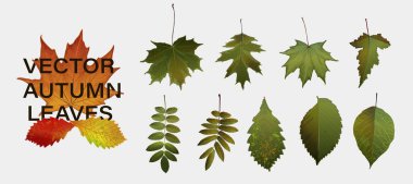 Sonbahar doğa dekoru. Sonbahar yaprakları düşen grafik tasarımı. Sonbahar sezonuna özel vektör arkaplanı.