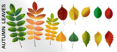 Renkli sonbahar yaprakları. Gerçekçi sonbahar yaprağı koleksiyonu. Akçaağaç, meşe, rovan sarısı ve kırmızı yapraklar..