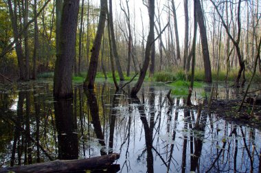 Doğal havuz ve su tutma. Ekoloji ve çevre. Sonbahar mevsiminde gölet. Orta Avrupa 'daki Mangrove Ormanı.