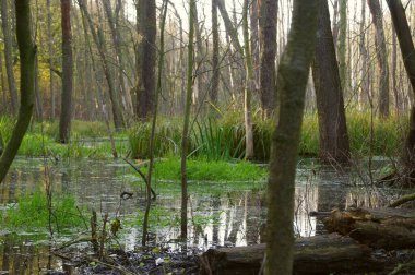 Doğal havuz ve su tutma. Ekoloji ve çevre. Sonbahar mevsiminde gölet. Orta Avrupa 'daki Mangrove Ormanı.