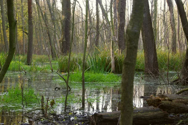 Природний Басейн Відновлення Утримання Води Екологія Довкілля Ставок Осінній Сезон — стокове фото
