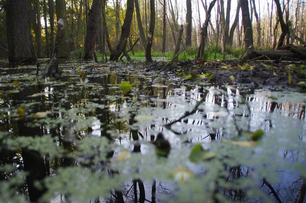 Natural pool and restoring water retention. Ecology and environment. Pond in autumn season. Mangrove forest in central europe.