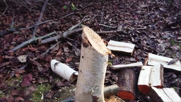Cięcie Drewna Zwolnionym Tempie Pracownik Rozbija Blok Drzew Pomocą Narzędzia — Wideo stockowe