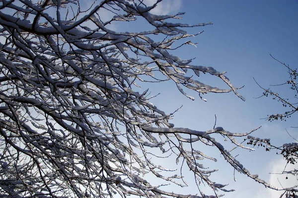 Arkaplanda Mavi Gökyüzü Olan Gün Işığında Ağaç Dallarında Kar Beyaz — Stok fotoğraf
