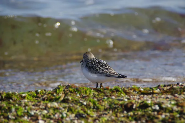 Flautista Arena Púrpura Orilla Del Mar Pajarito Salvaje Arena Vida — Foto de Stock