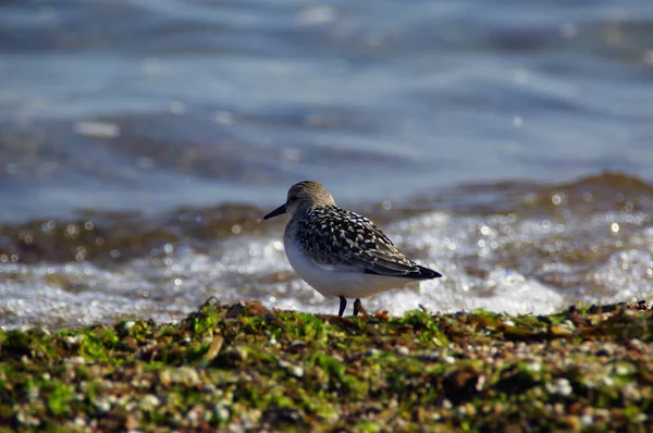 Sandpiper Viola Sulla Riva Del Mare Uccellino Selvatico Sulla Sabbia — Foto Stock