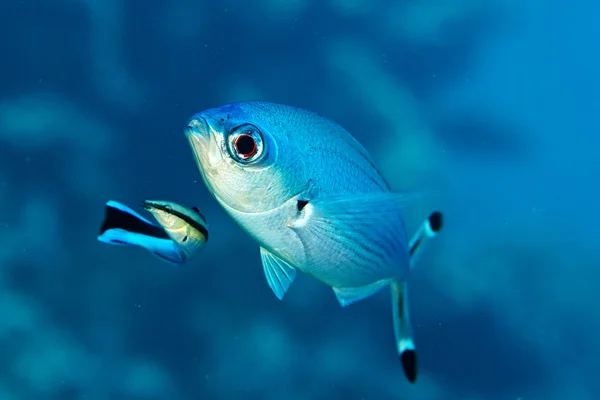 Due pesci, mondo subacqueo — Foto Stock